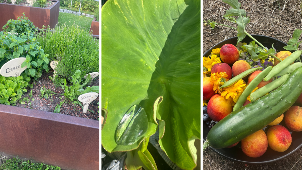 Galerie mit 3 Fotos: Bett mit Cholerikerkräutern, Wassertropfen in grünem Blatt, Schale mit Sommergemüse und Obst
