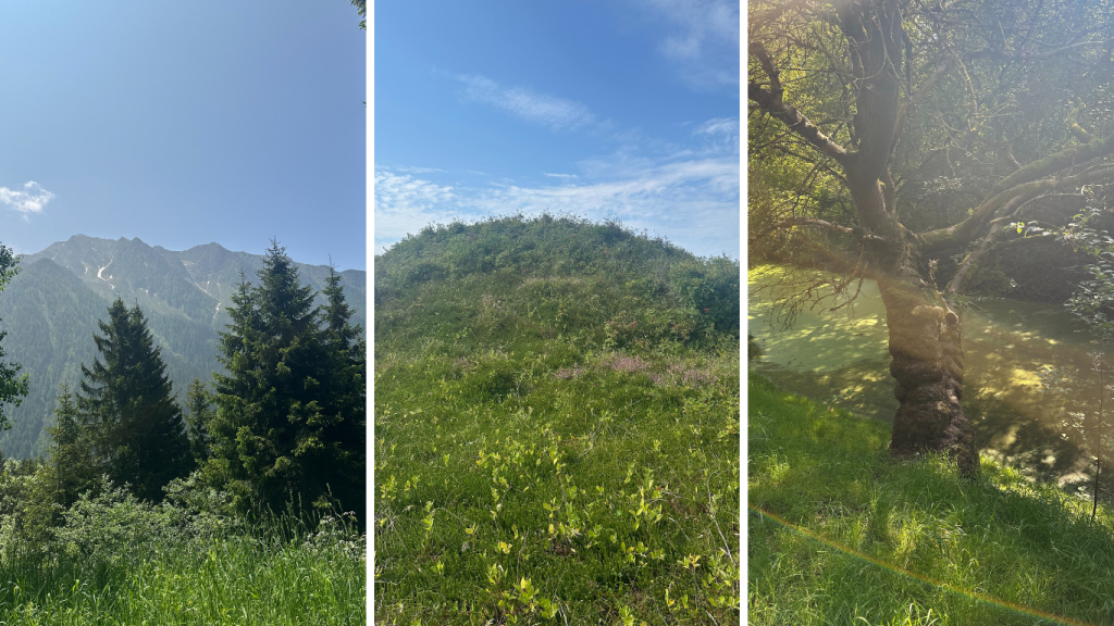 Drei Fotografien in der Natur: Wald, Wiese, Baum