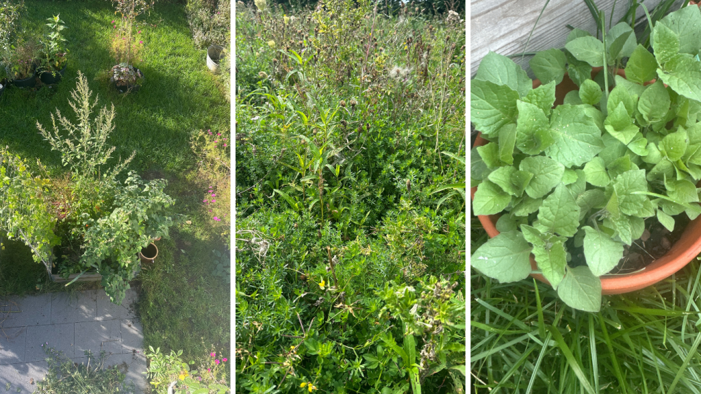 3 Fotos von grünen Pflanzen